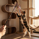 Pet Feline Teaser